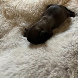 Emma - Tan female Brussels Griffon puppy in Mayville, Michigan from Carol's Brussels Griffon