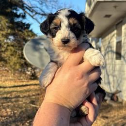Richie - Black tri-color male Aussiedoodle puppy in Hopkins, Missouri from Mowry Creek Mini Aussiedoodles and More