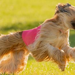 Afghan Hounds from Unseelie Hounds