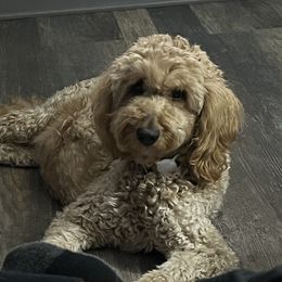 Harbor - Goldendoodle