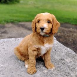 Snickers - Apricot male Australian Labradoodle puppy in Harrisonburg, Virginia from Crown Doodles