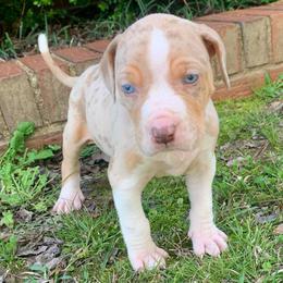 Male 2 - Red merle male Catahoula Leopard Dog puppy in Gadsden, Alabama from Rich Cat’s
