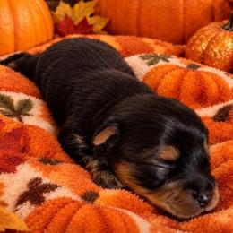 Little boy Purple - Black and tan male Yorkshire Terrier puppy in Hot Springs, Arkansas from Loving Laps (Yorkies raised right )