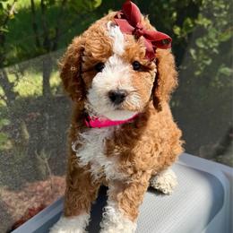 Caprese - Red  female Goldendoodle puppy in Miami, Florida from Jade’s Paws & Co. Of Miami LLC