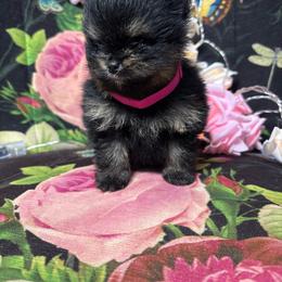 Mocha - Black and tan female Pomeranian puppy in Grayslake, Illinois from Touch Of Clouds Poms