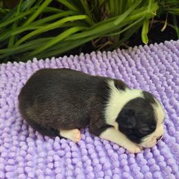 Black Brindle - Black brindle and white male Boston Terrier puppy in Fresno, California from 4 The Love of Boston & Dachshunds