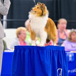 Shetland Sheepdog All Grown Up from Wistwin
