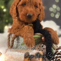 Bernedoodle, Goldendoodle, Golden Retriever, and Poodle Puppies from Red String Farmstead