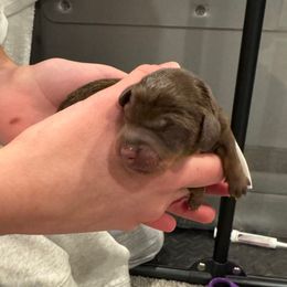 White - Chocolate and tan male Dachshund puppy in Frederick, Colorado from Get low Mini Dachshunds