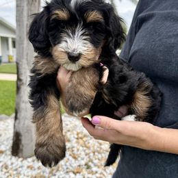 Cocoa - Tri-color female Bernedoodle puppy in Daytona Beach, Florida from Salt-Life Doodles