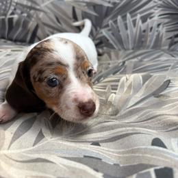 Skye - Dapple female Dachshund puppy in Richwood, West Virginia from Wild and Wonderful Wieners