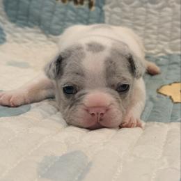 Peal - Tricolors female French Bulldog puppy in Peoria, Arizona from A Quality French Bulldogs AZ
