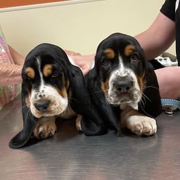 Basset Hounds from Home Grown Basset Hounds of Alabama