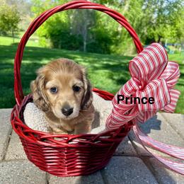 Prince - Cream male Dachshund puppy in Rochester Hills, Michigan from Holiday Dachshunds