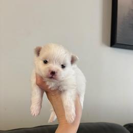 Rainbow dash - White female Pomeranian puppy in Rhode Island from Heartfelt Kennels