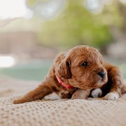 Goldendoodle and Sheepadoodle Puppies from Red River Goldendoodles