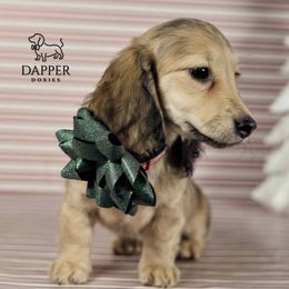 Maple - Cream female Dachshund puppy in Zephyrhills, Florida from Dapper Doxies