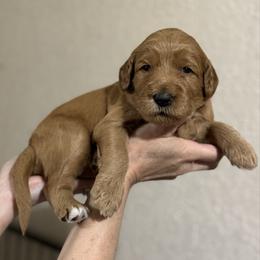 Candy Cane (Red Collar) - Red  female Goldendoodle puppy in Bay City, Texas from Charming Doods