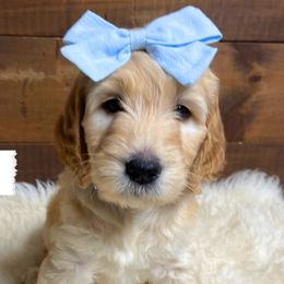 Hope - Blue Collar - Girl - Red  Goldendoodle puppy in Conway, New Hampshire from Arbor Grace Doodles