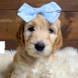 Hope - Blue Collar - Girl - Red  Goldendoodle puppy in Conway, New Hampshire from Arbor Grace Doodles