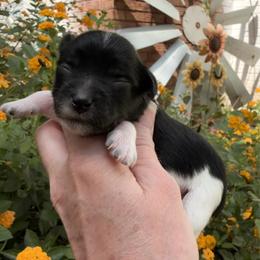 Velvet - Black female Miniature Schnauzer puppy in Silver Creek, Mississippi from Mamie’s Minis, LLC