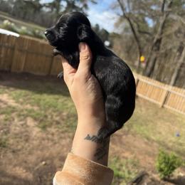 Donkey - Black male Dachshund puppy in Kilgore, Texas from The Barefield Doxies