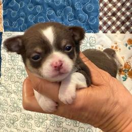 Valentine - Chocolate and white male Chihuahua puppy in Summerfield, Florida from Uey’s Chihuahuas