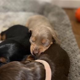 Butterscotch - Fawn (isabella) and tan female Dachshund puppy in Sterling, Colorado from Country Chics Doxies