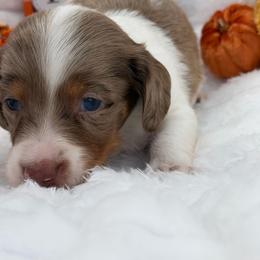 Acorn - Dapple male Dachshund puppy in Mansfield, Missouri from Owens Farm