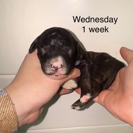 Wednesday - Black female Goldendoodle puppy in Suring, Wisconsin from Black Oak Doodles