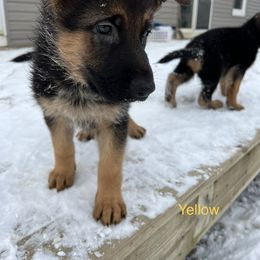 Yellow Girl - Black and red German Shepherd puppy in New York from Vom Kalte Stadt