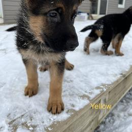 Yellow Girl - Black and red German Shepherd puppy in New York from Vom Kalte Stadt