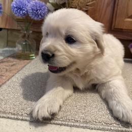 Andi - Light golden female Golden Retriever puppy in Grant County, Indiana from On The Sunny Side Pavey Farms