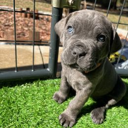 Cane Corso and Lowchen Puppies from High Royal Kennel
