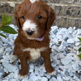 Lucy - Apricot female Goldendoodle puppy in Nashville, Tennessee from Tumbling Creek GoldenDoodles
