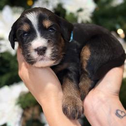 Zander - blue collar male - Tri-color male Bernedoodle puppy in Yuciapa, California from AlltheDoodlez_