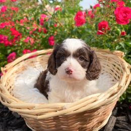 Cavapoo and Goldendoodle Puppies from Divinity Grace Cavapoos