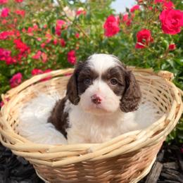 Cavapoo and Goldendoodle Puppies from Divinity Grace Cavapoos