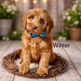 Winter - Caramel red male Australian Labradoodle puppy in Anderson, California from Shaggy Doodles