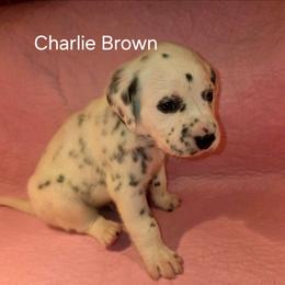 Charlie Brown - White and black male Dalmatian puppy in Sharpsburg, Maryland from Antietam Dalmatians