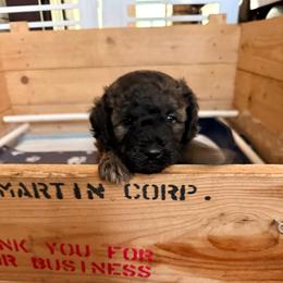 Ace - Chocolate male Goldendoodle puppy in El Dorado, Arkansas from Magnolia Mini Doodles