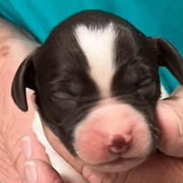 Annabell boy 1 - Liver and white male Brittany puppy in Floyd Knobs, Indiana from Cross Creek Brittanys