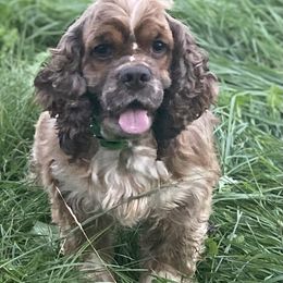 Ollie - Cocker Spaniel