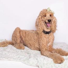 Rapunzel - Poodle