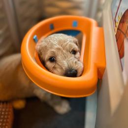 Goldendoodle Puppies from Lundee Doodles