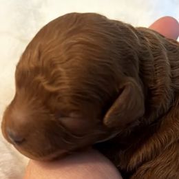 Boy 1 - Poodle puppy in Eastvale, California from Cali Toy Poodles
