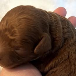 Boy 1 - Poodle puppy in Eastvale, California from Cali Toy Poodles
