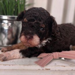 Simea - Tri-color female Bernedoodle puppy in Decatur, Tennessee from Diamond's Doodles