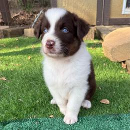 Hunter - Red tri-color male Australian Shepherd puppy in Mount Vernon, Texas from RJ's Aussie Posse