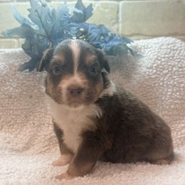 Carson - Red tri male Toy Australian Shepherd puppy in North Lakeport, California from Wild Rose Ranch